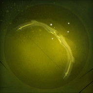 chasseur_dofus chasseur_dofus
